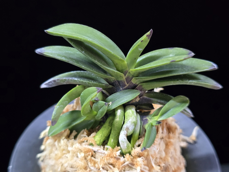 뇌산단엽 雷山短葉 Raizan(short leaves) 뇌산단엽 雷山短葉 Raizan(short leaves)