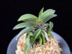 뇌산단엽 雷山短葉 Raizan(short leaves)