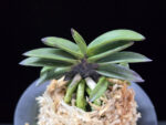 뇌산단엽 雷山短葉 Raizan(short leaves)