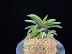 뇌산단엽 雷山短葉 Raizan(short leaves)