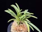 옹 翁 Okina (Ruby root)