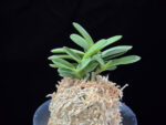 황옥 黃玉 Hwangok