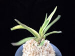 고궁 故宮 Gogung(Kokyu) (Ruby root)