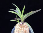대하 大河 Daeha(Taiga) (Ruby root)