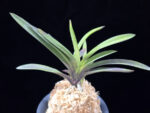 대하 大河 Daeha(Taiga) (Ruby root)