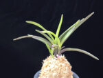 대하 大河 Daeha(Taiga) (Ruby root)