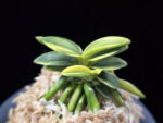 취월호 翠月湖 Chwiwolho(Seedling)