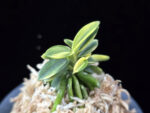 취월호 翠月湖 Chwiwolho(Seedling)