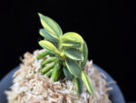 취월호 翠月湖 Chwiwolho(Seedling)