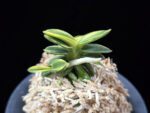 취월호 翠月湖 Chwiwolho(Seedling)