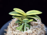 취월호 翠月湖 Chwiwolho(Seedling)