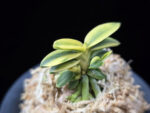 취월호 翠月湖 Chwiwolho(Seedling)