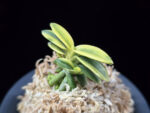 취월호 翠月湖 Chwiwolho(Seedling)