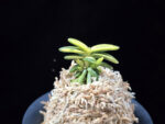 취월호 翠月湖 Chwiwolho(Seedling)