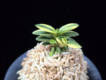 취월호 翠月湖 Chwiwolho(Seedling)