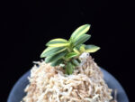 취월호 翠月湖 Chwiwolho(Seedling)