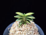 취월호 翠月湖 Chwiwolho(Seedling)