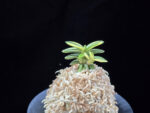 취월호 翠月湖 Chwiwolho(Seedling)
