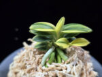 취월호 翠月湖 Chwiwolho(Seedling)