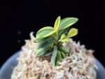취월호 翠月湖 Chwiwolho(Seedling)