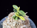 취월호 翠月湖 Chwiwolho(Seedling)