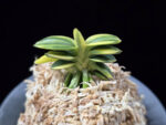 취월호 翠月湖 Chwiwolho(Seedling)