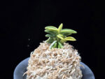 취월호 翠月湖 Chwiwolho(Seedling)