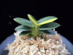 취월호 翠月湖 Chwiwolho(Seedling)