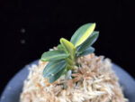 취월호 翠月湖 Chwiwolho(Seedling)