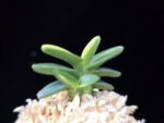 취월호 翠月湖 Chwiwolho(Seedling)