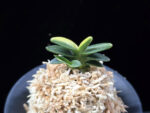 취월호 翠月湖 Chwiwolho(Seedling)