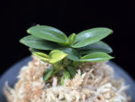 취월호 翠月湖 Chwiwolho(Seedling)