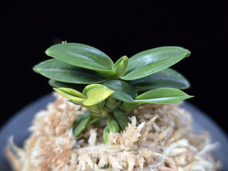 취월호 翠月湖 Chwiwolho(Seedling) 취월호 翠月湖 Chwiwolho(Seedling)