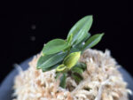 취월호 翠月湖 Chwiwolho(Seedling)