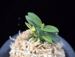 취월호 翠月湖 Chwiwolho(Seedling)