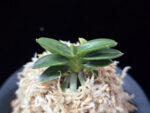 취월호 翠月湖 Chwiwolho(Seedling)