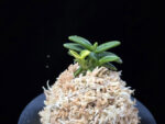 취월호 翠月湖 Chwiwolho(Seedling)