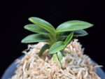 취월호 翠月湖 Chwiwolho(Seedling)