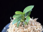 취월호 翠月湖 Chwiwolho(Seedling)