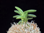 취월호 翠月湖 Chwiwolho(Seedling)