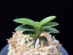 취월호 翠月湖 Chwiwolho(Seedling)