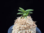 취월호 翠月湖 Chwiwolho(Seedling)