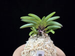 몽환모단 蒙幻牡丹 Mugenbotan