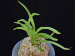 홍매  紅梅  Kobai