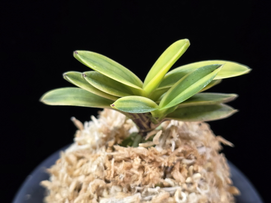 대장금 大壯錦 Daejanggeum(Daiso Nishiki) 대장금 大壯錦 Daejanggeum(Daiso Nishiki)