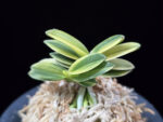 대장금 大壯錦 Daejanggeum(Daiso Nishiki)