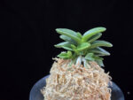장원 壯元 Jangwon (Amami*Tamraok)