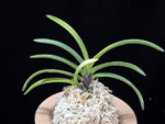 금직 錦織 Nishikiori