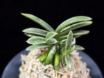 은사시 銀沙施 Eunsasi (Honghyeon*Ginseikan)