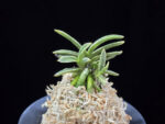 은사시 銀沙施 Eunsasi (Honghyeon*Ginseikan)